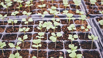 Anzucht von jungen Pflanzen