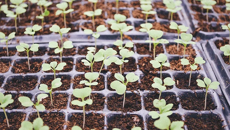 Anzucht von jungen Pflanzen