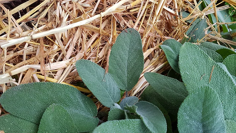 Pflanzen winterfest machen