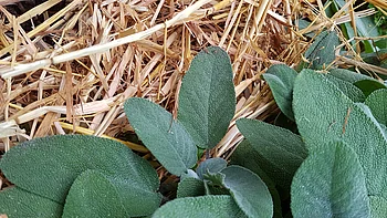 Pflanzen winterfest machen Pflanzen winterfest machen