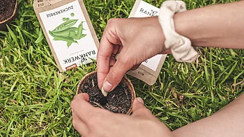 Ein Samen wird in die Erde getan. Im Hintergrund sieht man eine Zuckererbsen-Tüte