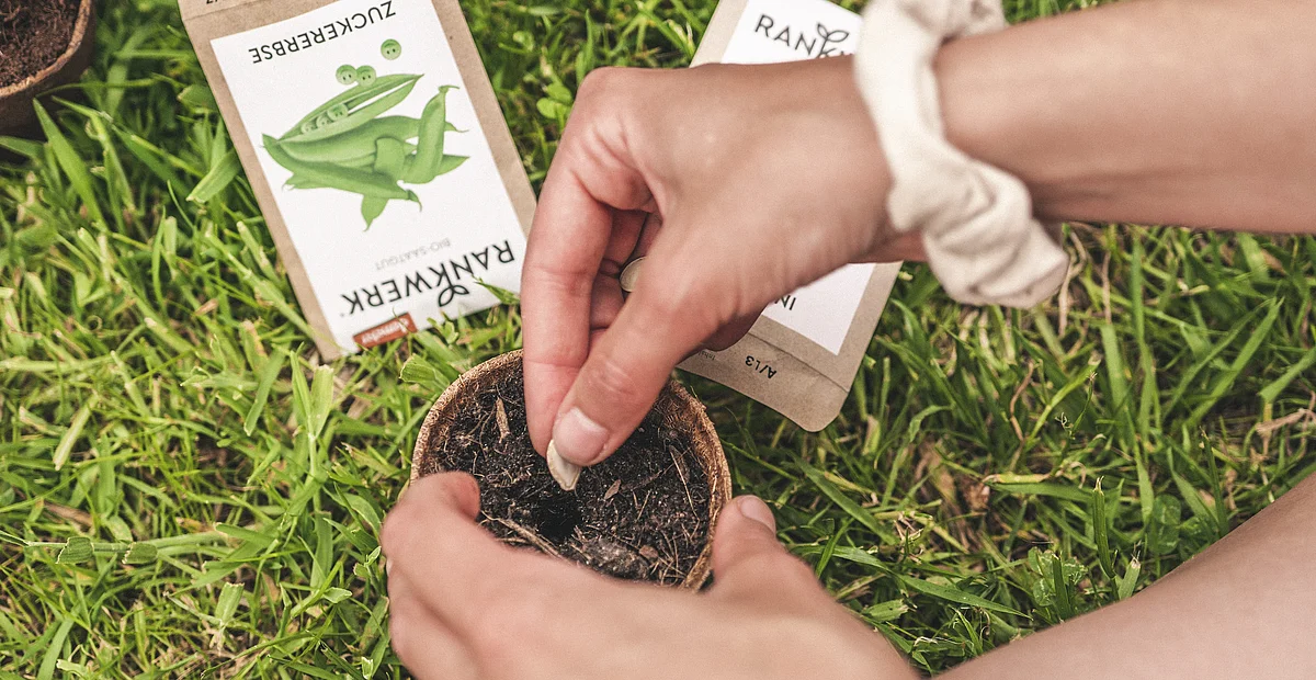 Ein Samen wird in die Erde getan. Im Hintergrund sieht man eine Zuckererbsen-Tüte