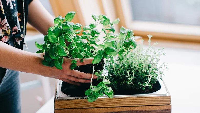 Aussäen im Dezember