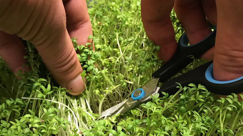 Kresse wird mit einer Schere direkt im Beet abgeschnitten
