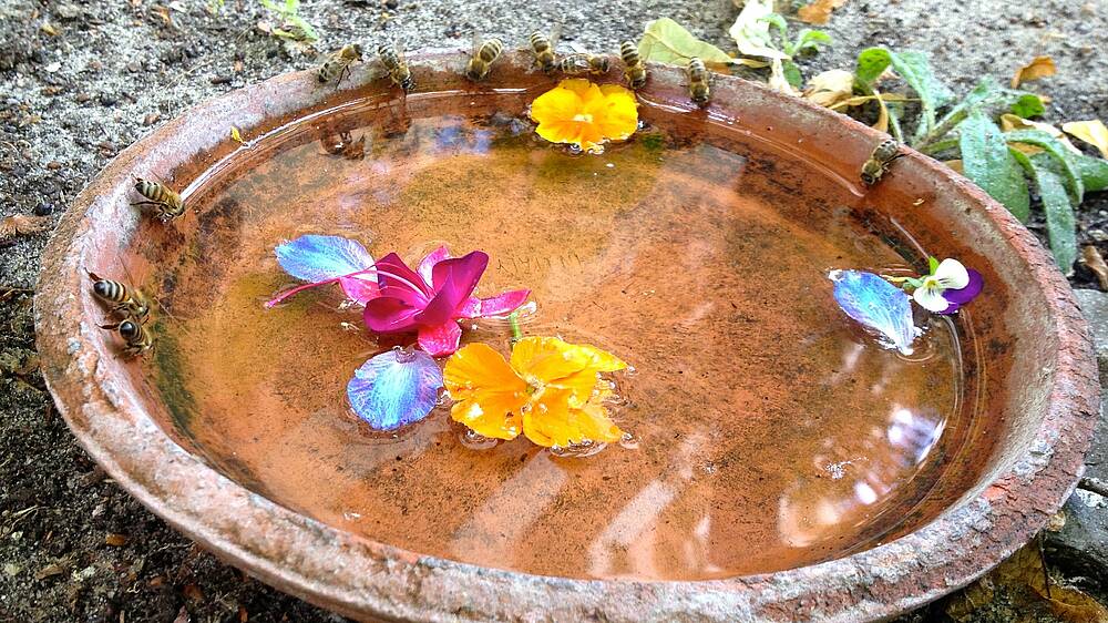 Bienen, die aus einer Schale trinken