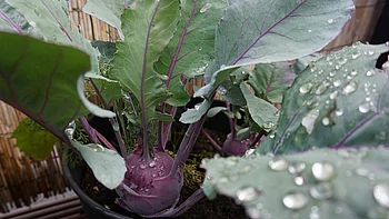 Kohlrabi Kohlrabi