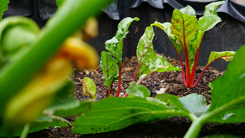 Grüne Blätter, die aus roten Stängeln aus dem Boden eines Gartenbeetes sprießen
