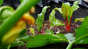 Grüne Blätter, die aus roten Stängeln aus dem Boden eines Gartenbeetes sprießen