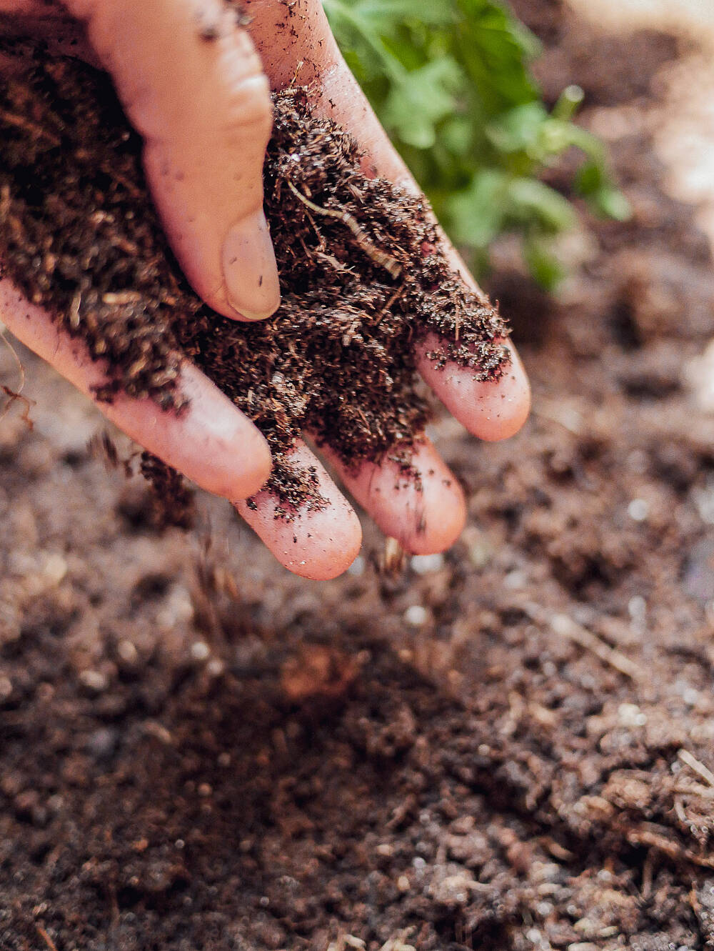 Die Wichtigkeit des Bodens Die Wichtigkeit des Bodens
