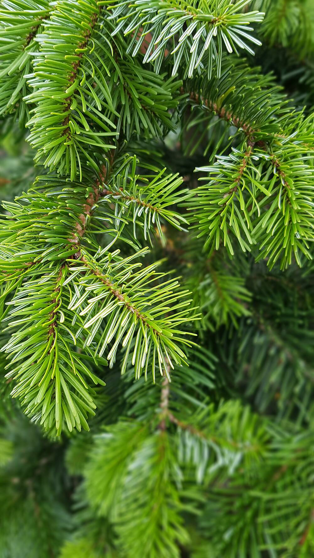 Pflanzen winterfest machen