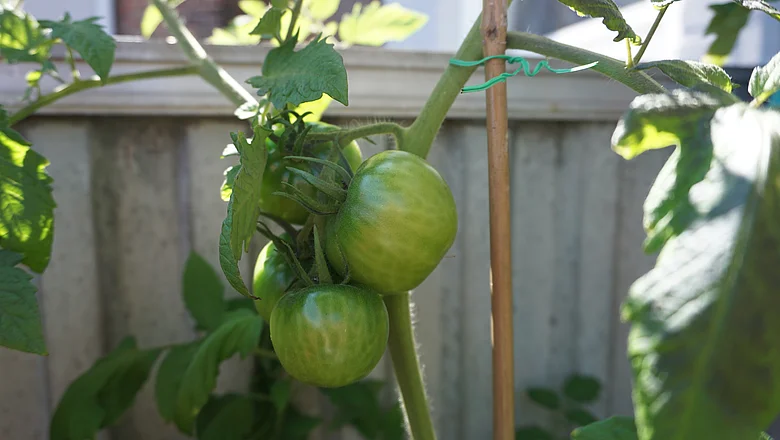 Vier grüne Tomaten wachsen tagsüber in einem Garten zusammen an einer Rebe.