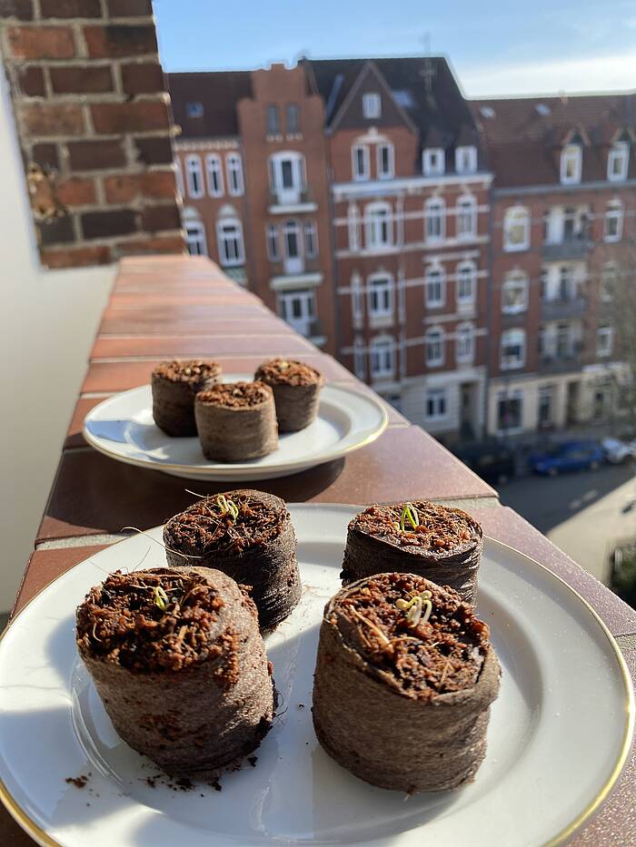 Kokostabletten aufgequollen liegen auf einem Tellen