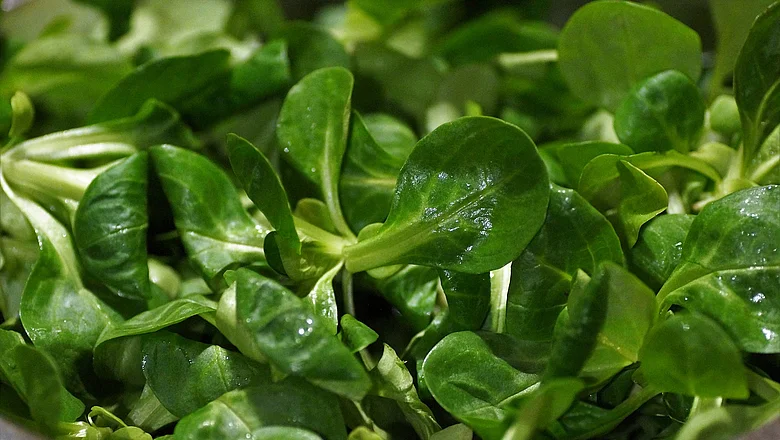 Eine Nahaufnahme von Feldsalat, der mit Wassertropfen bedeckt ist.