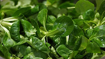 Feldsalat Eine Nahaufnahme von Feldsalat, der mit Wassertropfen bedeckt ist.