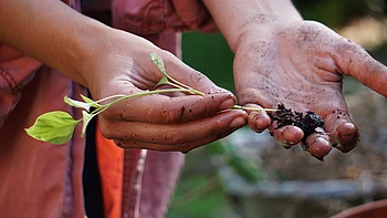 Anzucht von Gemüsepflanzen Anzucht von Gemüsepflanzen