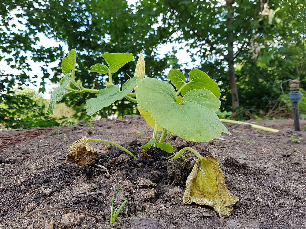 Kürbispflanze mit gelben Blättern