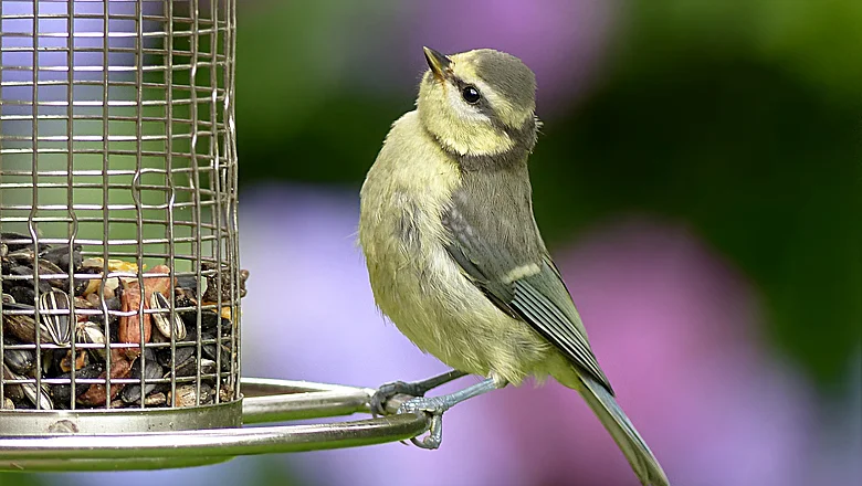 Vogel sitzt an Futterstelle