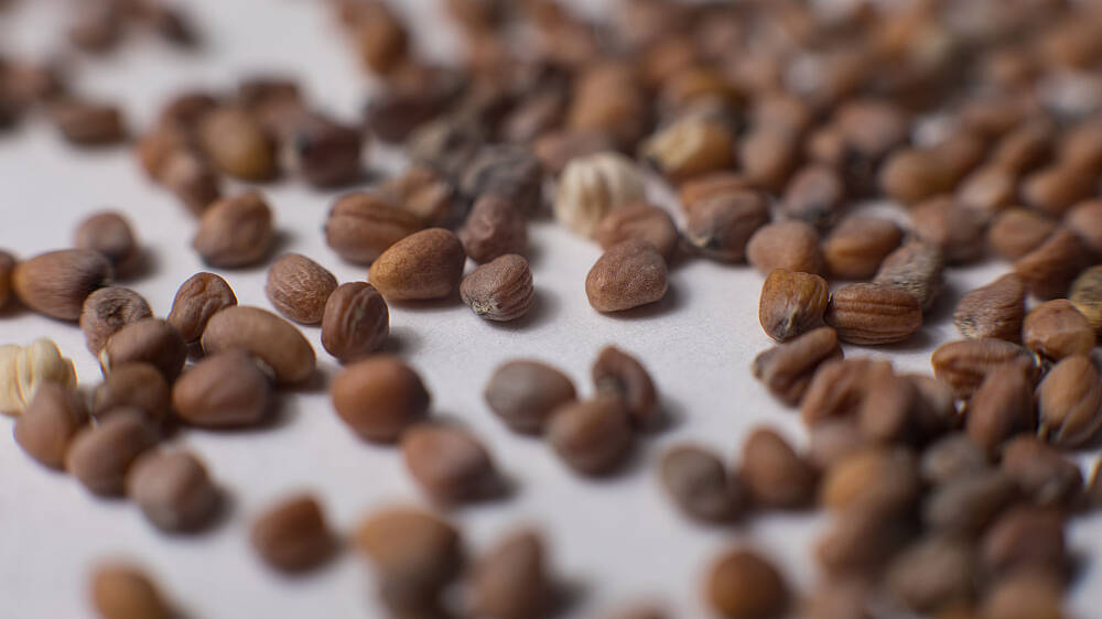 Saatgut auf weißem Hintergrund