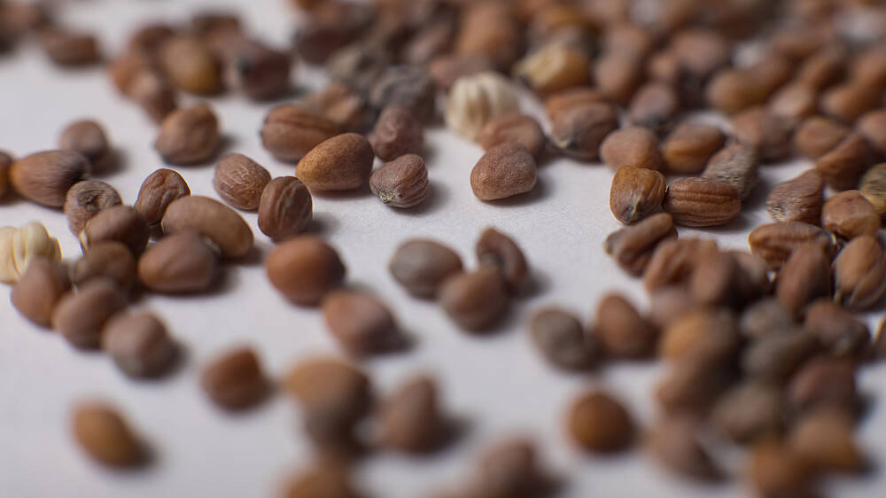 Samenfestes Saatgut auf weißen Grund