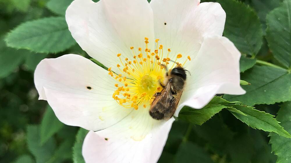 Biene auf Blüte in der Stadt 