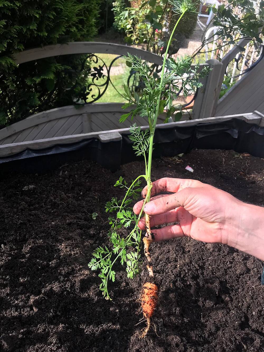 sehr kleine Karotte nach der Ernte