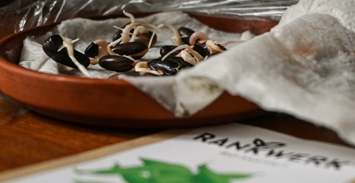 Die Samen keimen auf einem feuchten Papiertuch und treiben kleine Stängel aus.