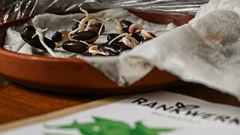 Die Samen keimen auf einem feuchten Papiertuch und treiben kleine Stängel aus.