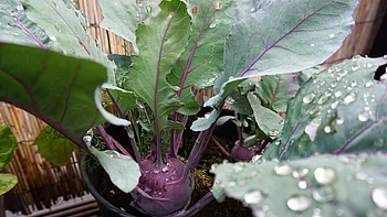 Pflanzen Schutz Sturm Wind Regen Pflanzen Schutz Sturm Wind Regen