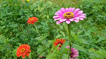 Phänologischer Jahreskalender Phänologischer Jahreskalender