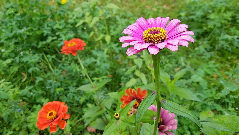 Phänologischer Jahreskalender