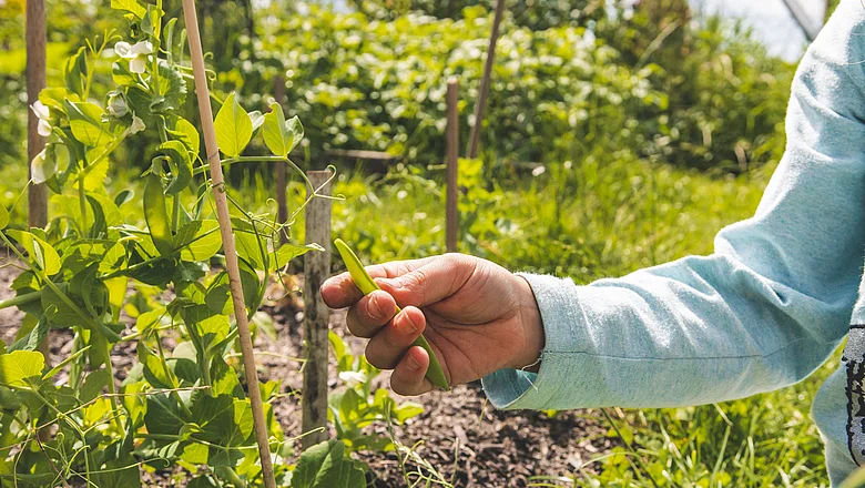 Ein Foto, das eine Kinderhand zeigt, die eine Erbsenschote hält, umgeben von einem großen, üppigen Garten.