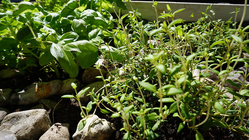 Thymian im Pflanzkasten