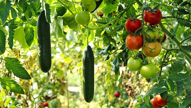 Gurken und Tomaten im Gewächshaus