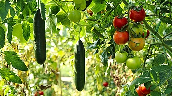 Gurken und Tomaten im Gewächshaus