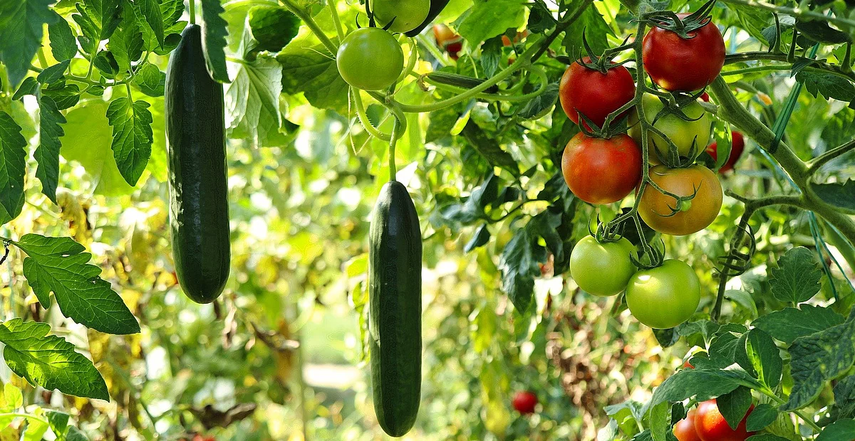 Gurken und Tomaten im Gewächshaus