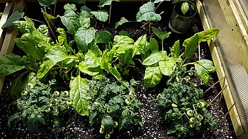 Anbaumethoden Anbaumethoden