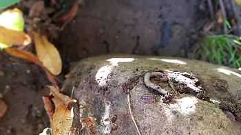 Gartenhelden im Porträt Gartenhelden im Porträt