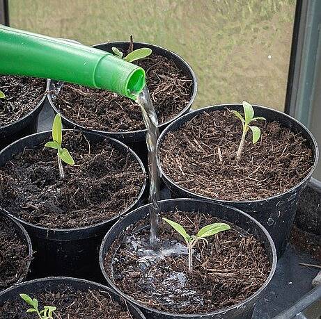 Junge Pflanzen werden gegossen