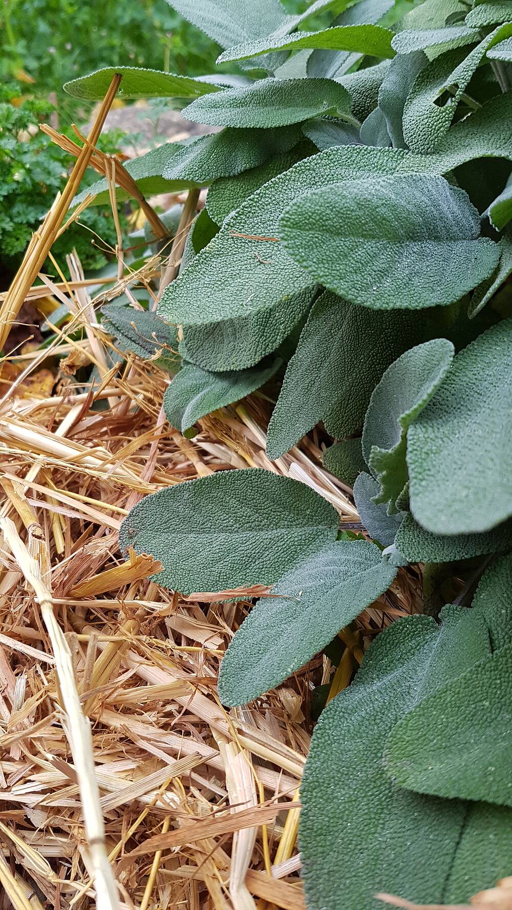 Pflanzen winterfest machen