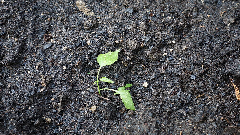 Was solltest du beim Recycling deiner Erde beachten? Was solltest du beim Recycling deiner Erde beachten?