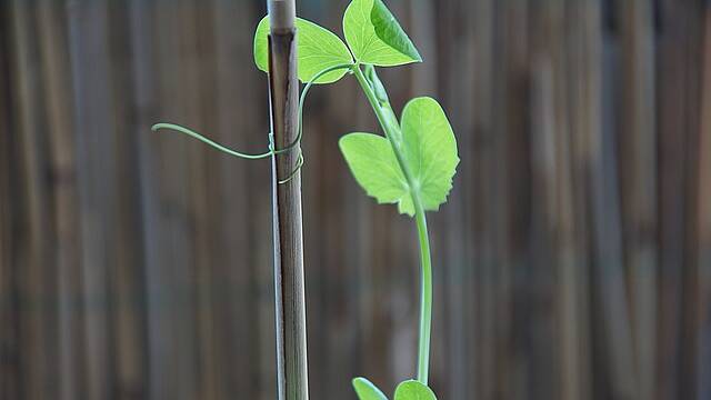 Zuckererbse nach Aussaat