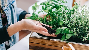 Eine Person, die in einem kleinen, mit Kräutern gefüllten Pflanzkasten gärtnert, hält eine Handvoll dunkler, gesund aussehender Erde.