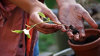 Eine Nahaufnahme von zwei Händen, die einen entwurzelten Setzling halten, der mit Erde bedeckt ist und dessen Wurzeln frei liegen