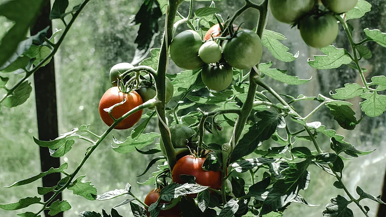 Eine Tomatenpflanze in einem Gewächshaus, an der mehrere grüne und rote Tomaten wachsen