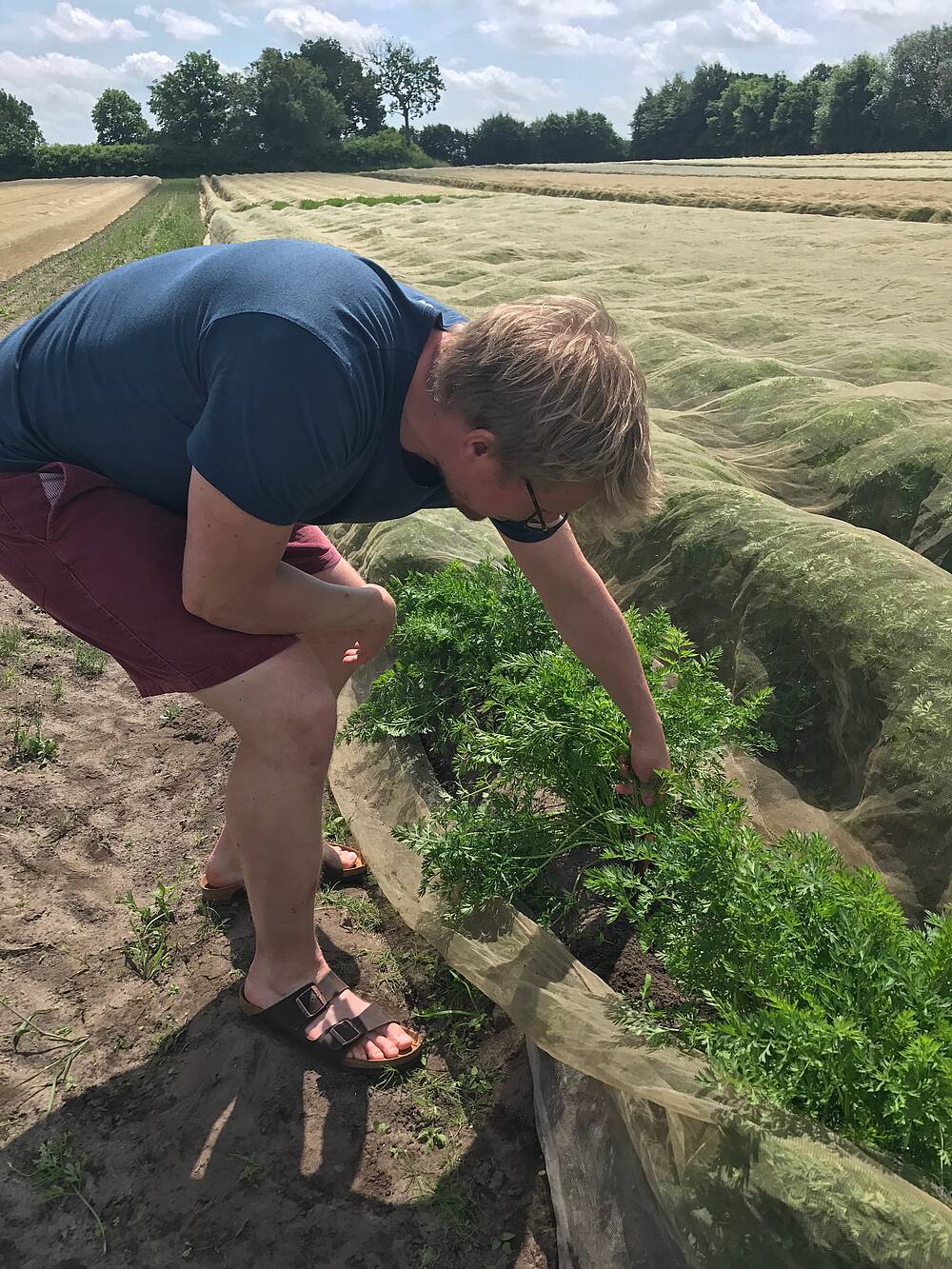 Mohrrüben Ernte auf einem Feld Acker