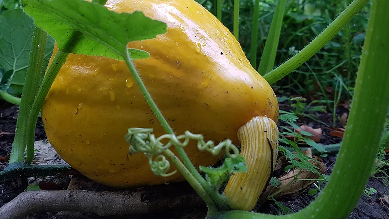Kürbis ernten