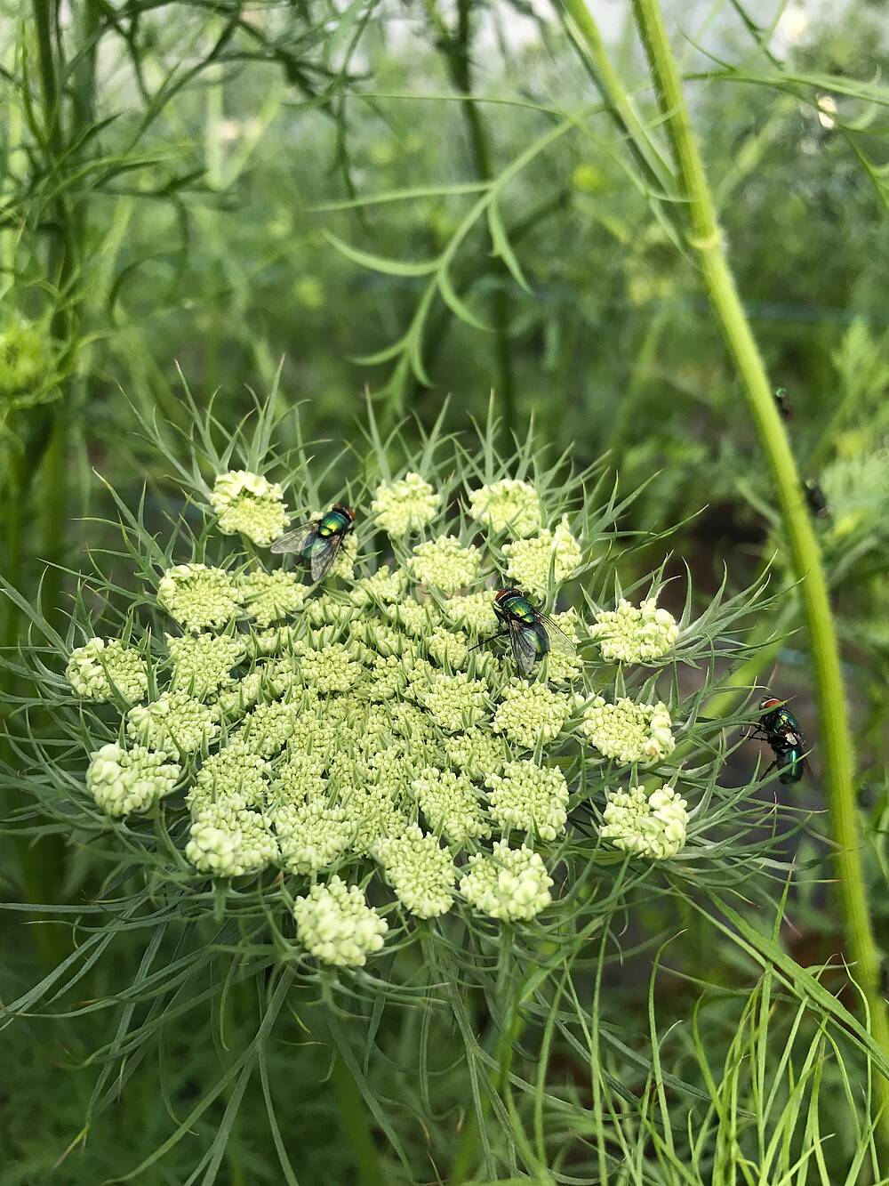 Mohrrüben Blüte mit Fliegen drauf 