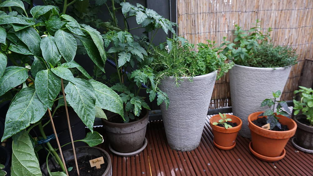 Viele unterschiedliche Töpfe mit Pflanzen auf einem Balkon