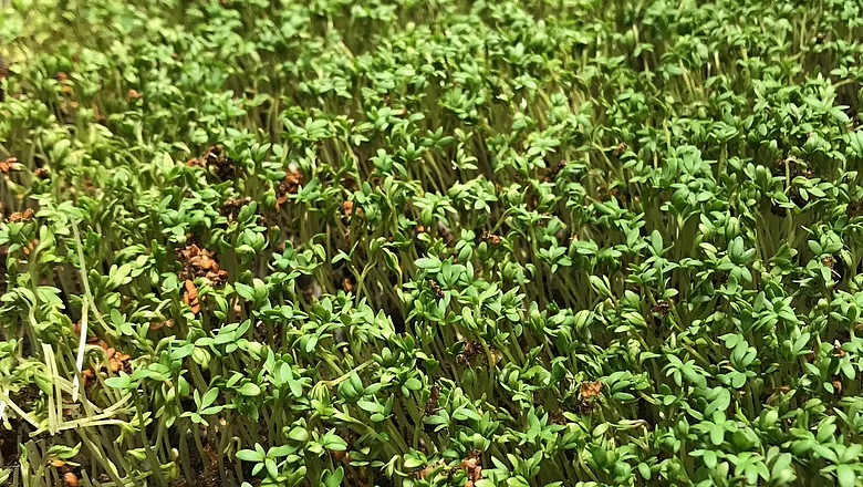 Kresse anbauen auf Erde als Substrat