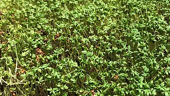 Kresse anbauen auf Erde als Substrat